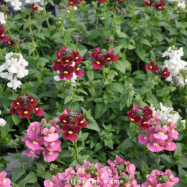 Nemesia fruticans Magenta
