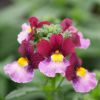 Nemesia Fruticans 'Boysenberry'
