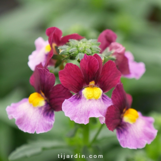 Nemesia Fruticans 'Boysenberry'