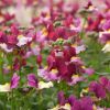 Nemesia Fruticans 'Boysenberry'