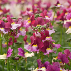 Nemesia Fruticans 'Boysenberry'