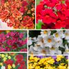 Lot de 6 Nemesia Hybrides "Sunsatia"