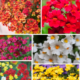 Lot de 6 Nemesia Hybrides "Sunsatia"