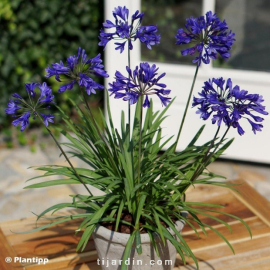 Agapanthus 'Brillant Blue'