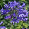 Agapanthus 'Brillant Blue'