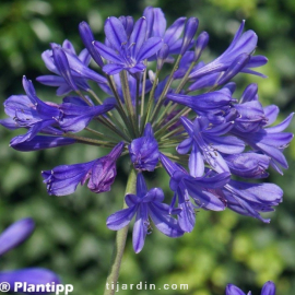 Agapanthus 'Brillant Blue'