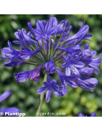 Agapanthe 'Brilliant Blue'