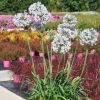 Agapanthus 'Blue Ice'