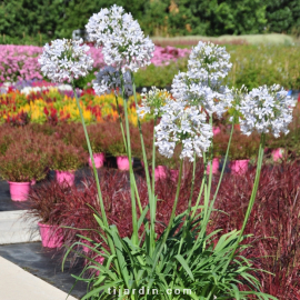 Agapanthus 'Blue Ice'