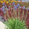 Agapanthus 'Bressingham Blue'