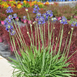 Agapanthus 'Bressingham Blue'