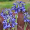 Agapanthus 'Bressingham Blue'