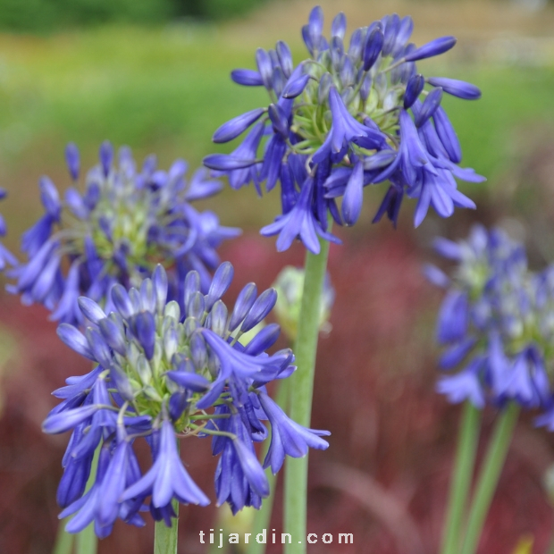 Agapanthus 'Bressingham Blue'