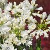 Agapanthus 'Double Diamond'