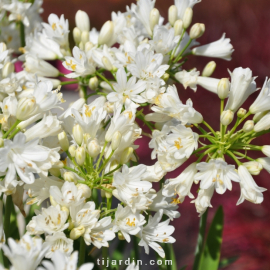 Agapanthus 'Double Diamond'