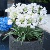 Agapanthus 'Double Diamond'