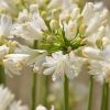 Agapanthus 'Double Diamond'