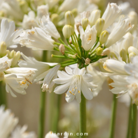 Agapanthus 'Jacaranda'