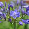 Agapanthus 'Navy Blue'