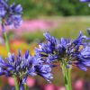 Agapanthus 'Navy Blue'