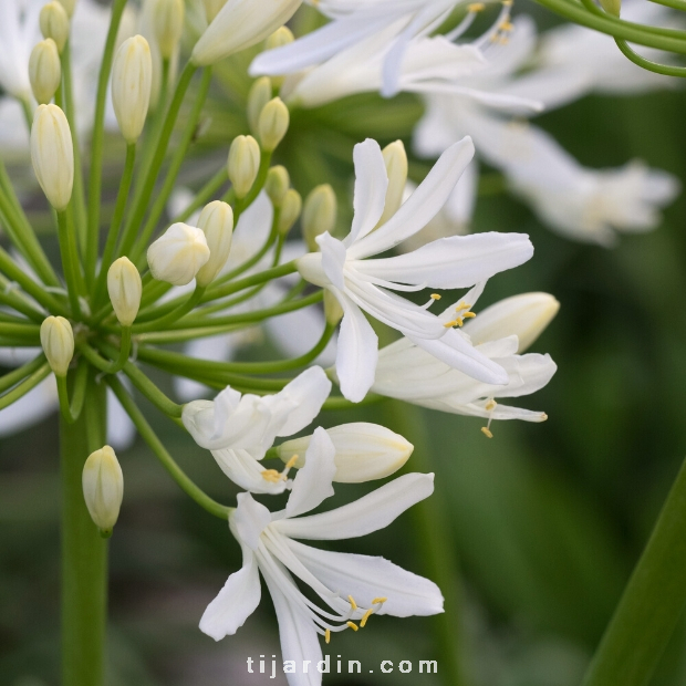 Agapanthus 'Bridal Bouquet'