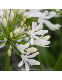 Agapanthe 'Bridal Bouquet'