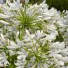 Agapanthus 'Bridal Bouquet'