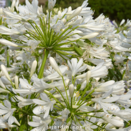 Agapanthus 'Bridal Bouquet'