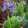 Agapanthus 'Charlotte'