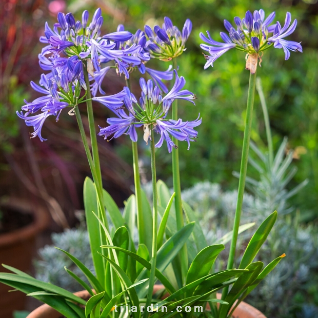 Agapanthus 'Charlotte'