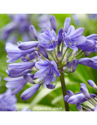 Agapanthe 'Ever Sapphire'