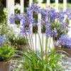 Agapanthus 'Ever Sapphire'