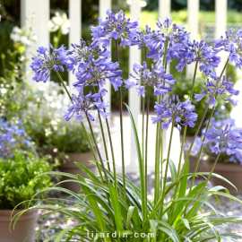 Agapanthus 'Ever Sapphire'