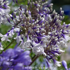 Agapanthus 'Fireworks'