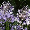 Agapanthus 'Fireworks'