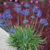 Agapanthus 'Flower of Love'