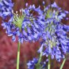 Agapanthus 'Flower of Love'