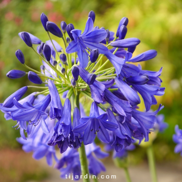 Agapanthus 'Flower of Love'