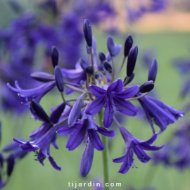 Agapanthus 'Indigo Dreams'