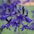 Agapanthe 'Indigo Dreams'