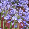 Agapanthus 'Jacaranda'