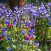 Agapanthus 'Jacaranda'