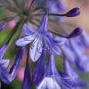 Agapanthus 'Jacaranda'