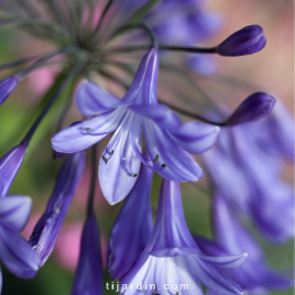 Agapanthus 'Jacaranda'