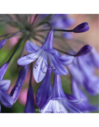 Agapanthe 'Jacaranda'