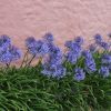 Agapanthus 'Africanus'