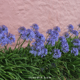 Agapanthus africanus bleu