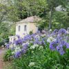 Agapanthus 'Africanus'