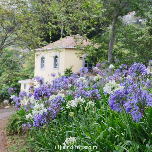 Agapanthus 'Africanus'