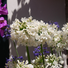 Agapanthus 'Ever White'